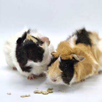 Rescue Abyssinian Guinea Pigs for Adoption in Angleton, Texas - Sam & Pippin | PetCurious